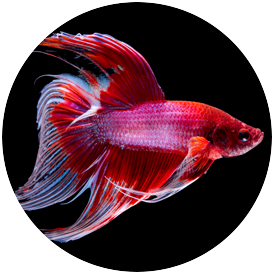 Different outlet betta fish